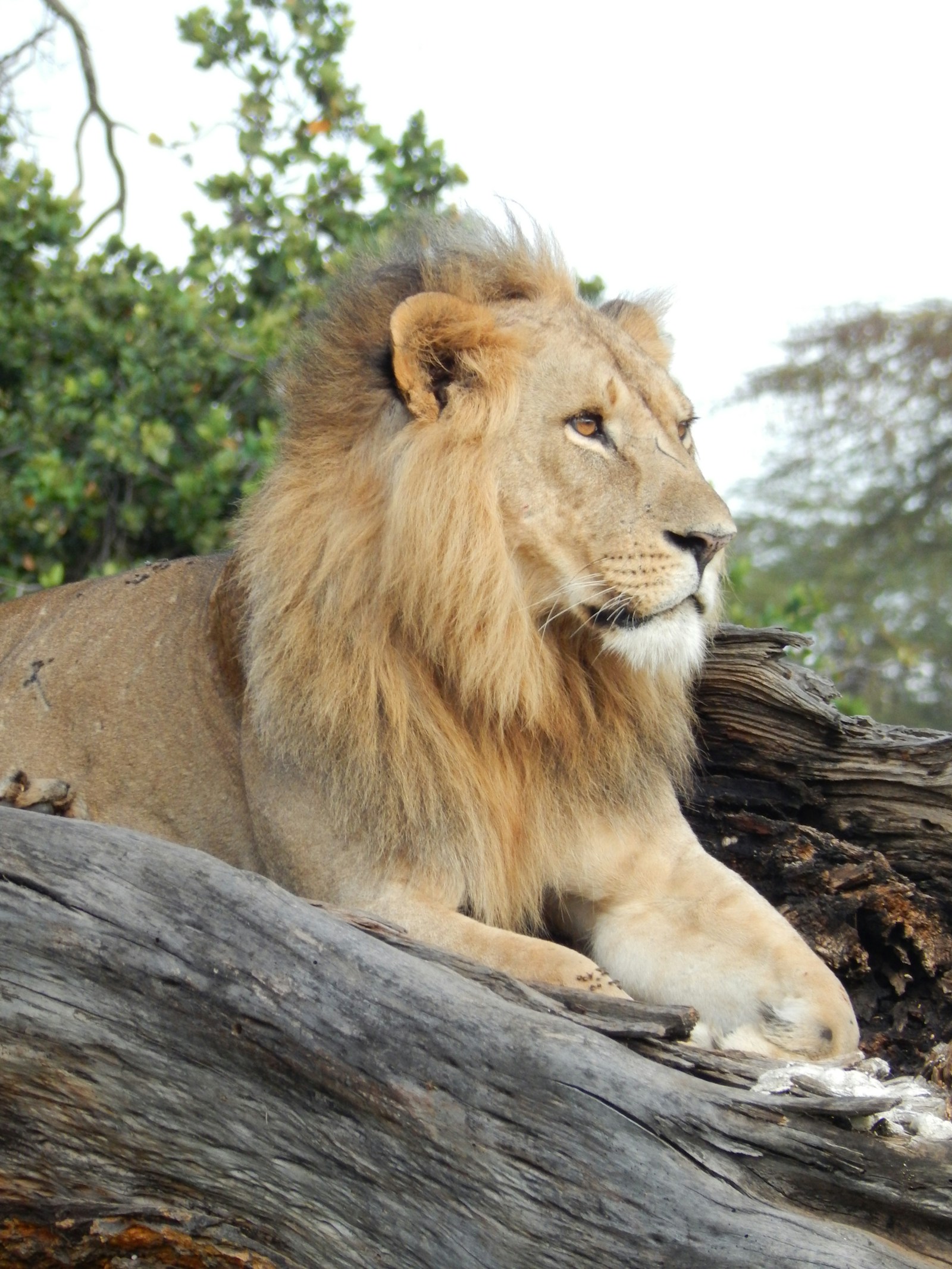 Maasai Mara Game Reserve