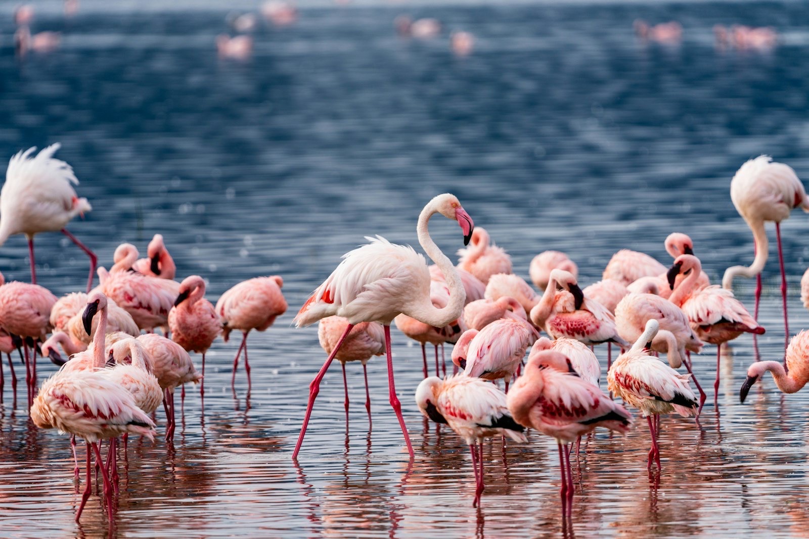 Lake Nakuru & Maasai Mara